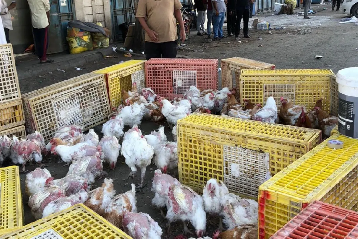 ضبط لحوم فاسدة في حملة على الباعة الجائلين بصناعية دله