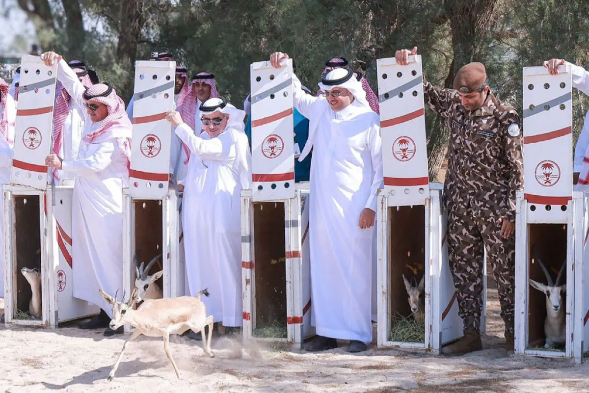 إطلاق 20 ظبي ريم و 4 من المها العربي في متنزه الأحساء الوطني