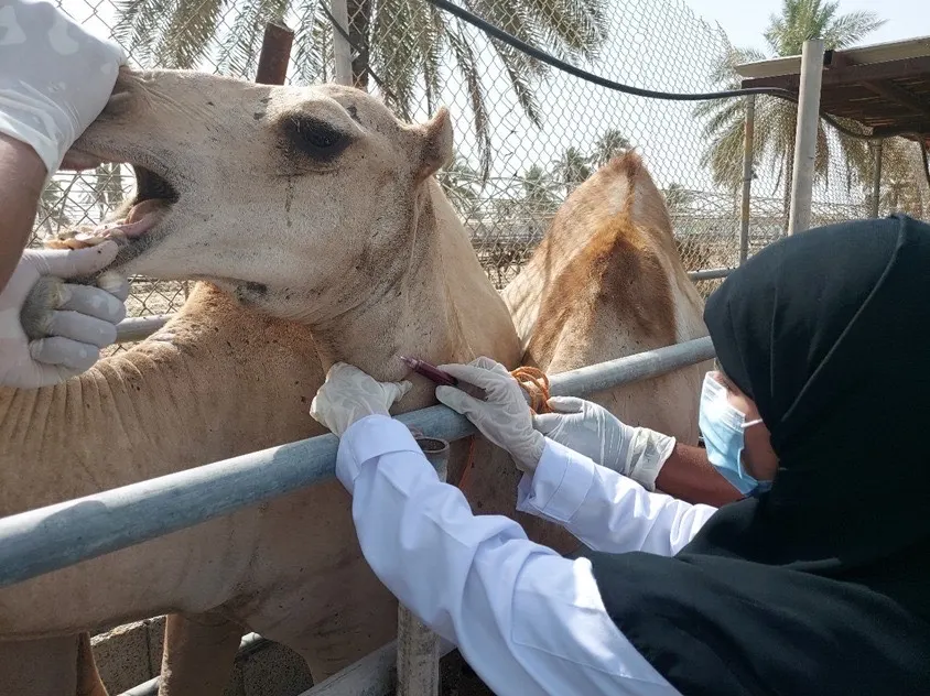 تحصين 359 ألف رأس ماشية وتُعالج 85 ألف حالة مرضية بالشرقية