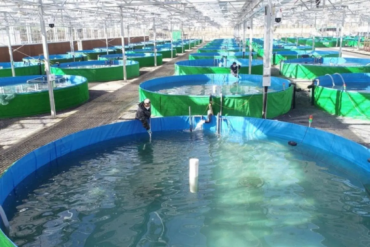 1200 طن.. 20% زيادة في «السمك المستزرع» في القطيف