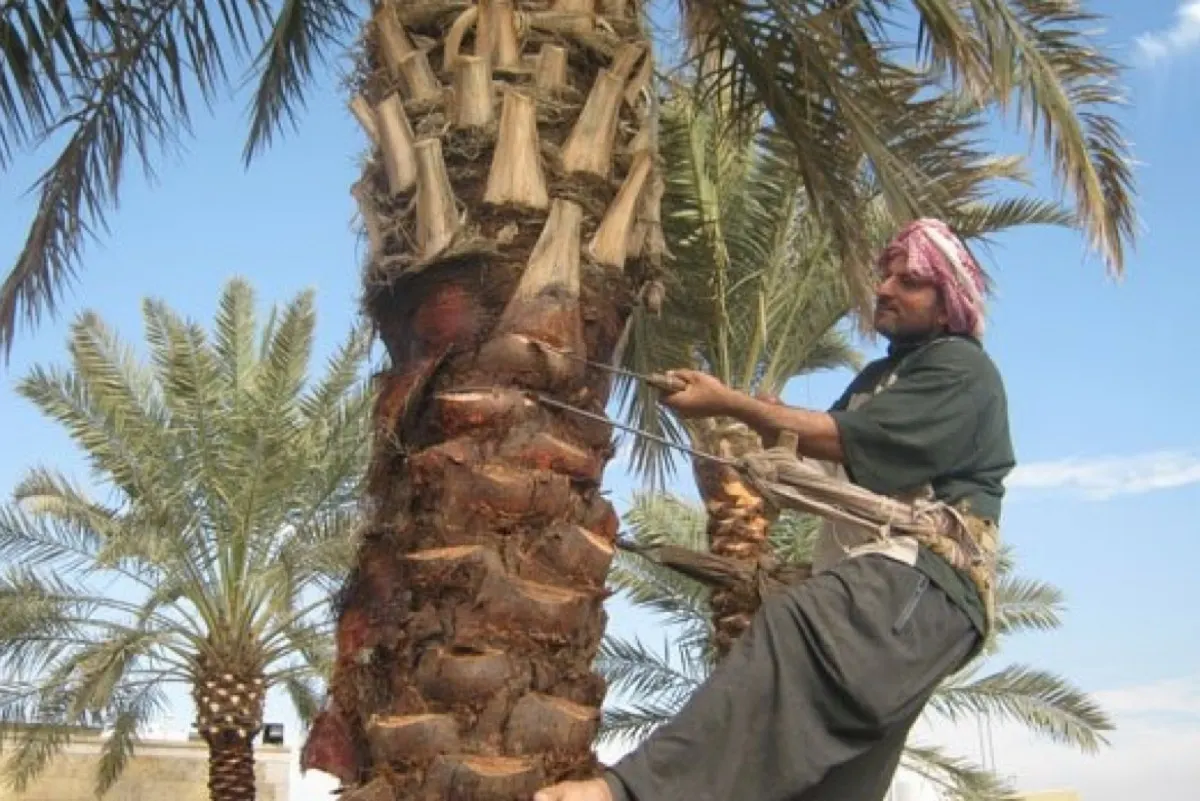 متى وكيف يتم تكريب النخيل بشكل صحيح وآمن؟ ”الإرشاد الزراعي“ يجيب