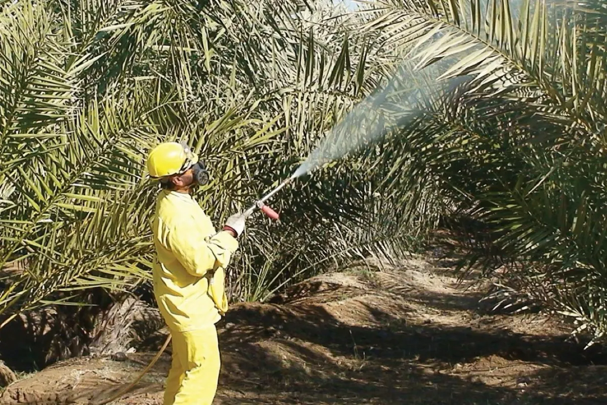 لماذا تعتبر ”الحميرة“ من أخطر آفات النخيل العضوي؟ الإرشاد الزراعي يوضح