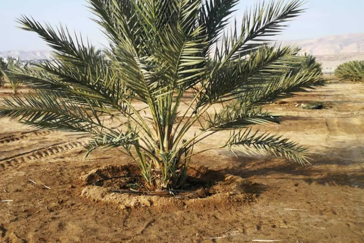 كيف تضمن نجاح زراعة فسيلة النخلة بخطوات بسيطة؟