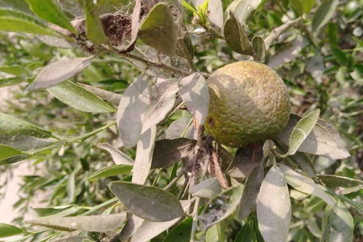 العدو الخفي.. حشرة لا تُرى بالعين المجردة تدمر ثمار الحمضيات
