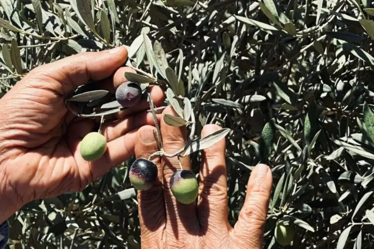 يحول العناقيد إلى مومياء.. ”العفن الأسود“ يهدد محصول العنب
