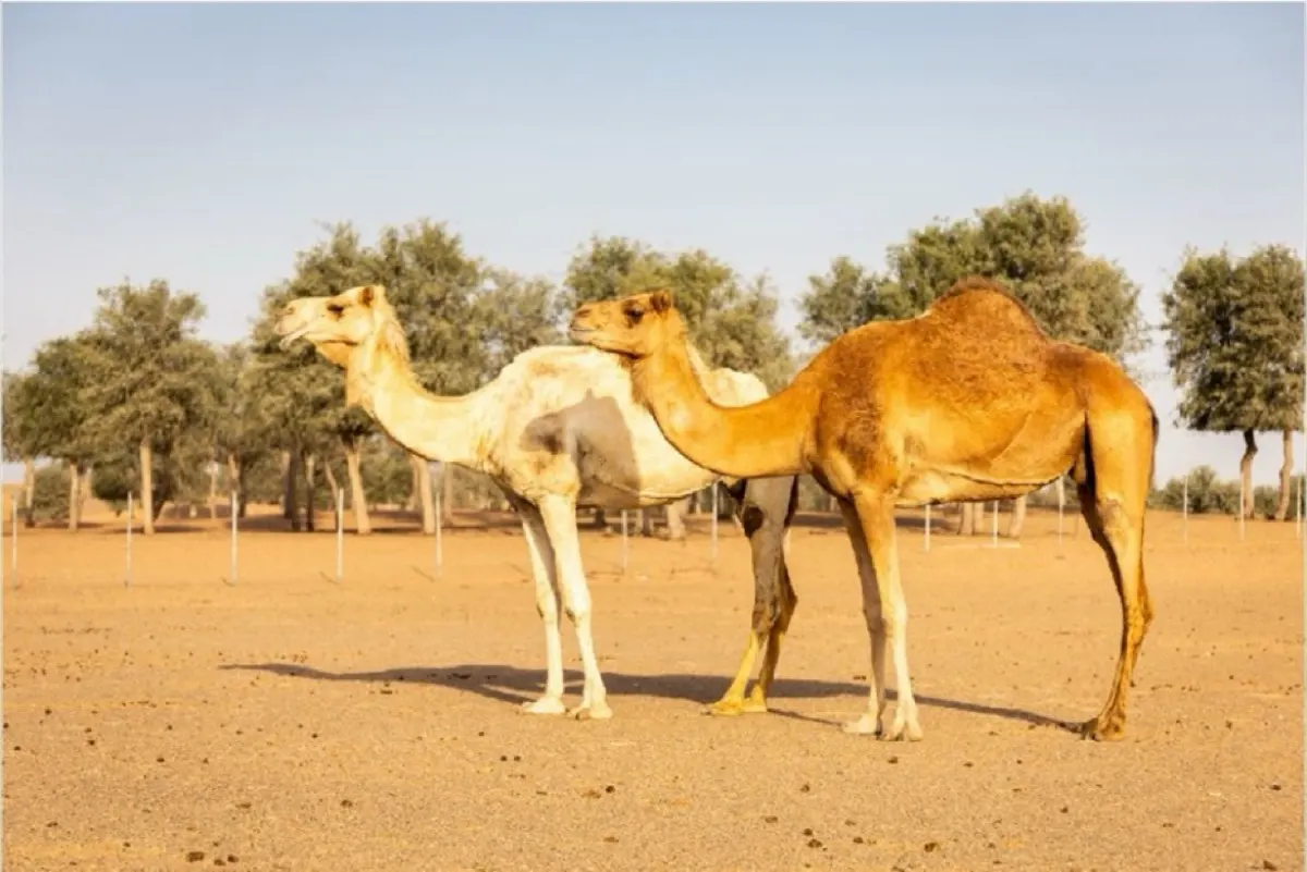 «نما» تستقبل طلبات ترحيل المواشي الأجنبية.. ولا عبور بلا موعد