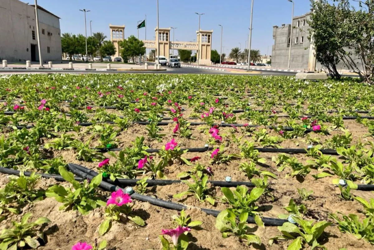 1.7 مليون متر مسطحات خضراء.. القطيف تتنفس بـ 185 حديقة