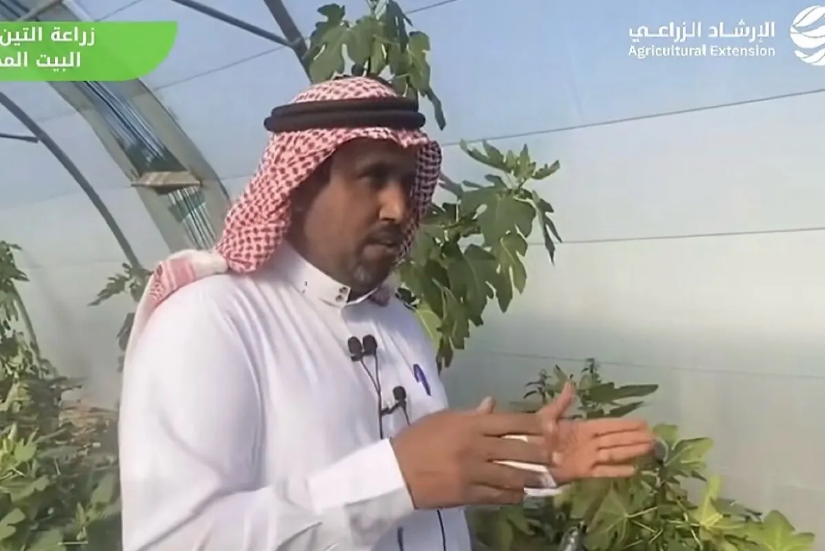 التين المحمي بالقطيف.. عوائد مستدامة وخفض للأمراض بنسبة 80%