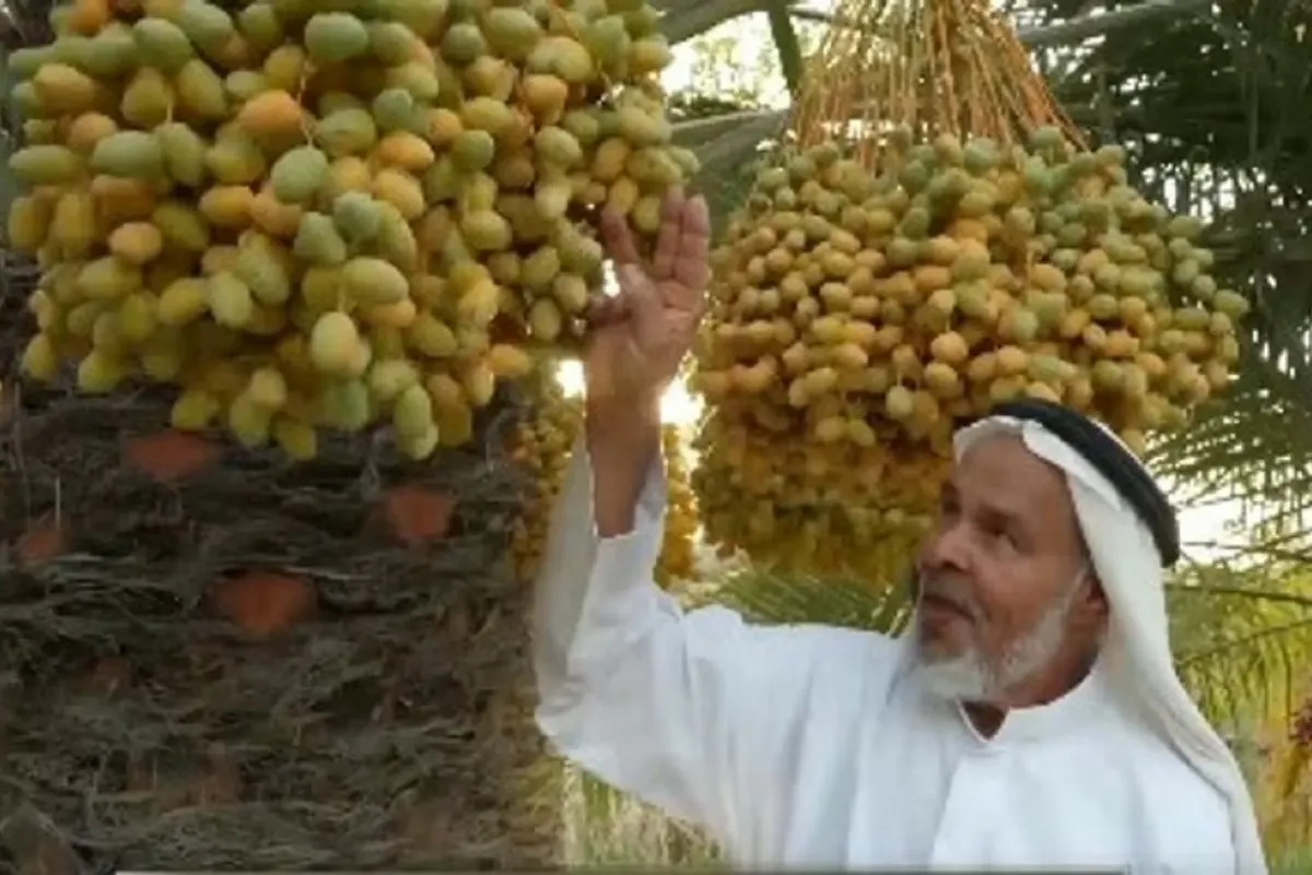 القطيف.. مزارع ينقذ 30 صنفاً نادراً من النخيل المهدد بالانقراض