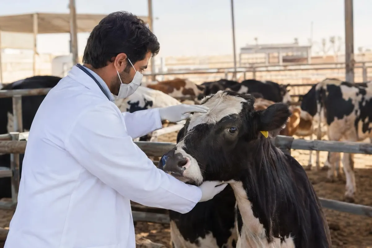 الإجهاض ونفوق المواليد من أعراض حمى الوادي المتصدع