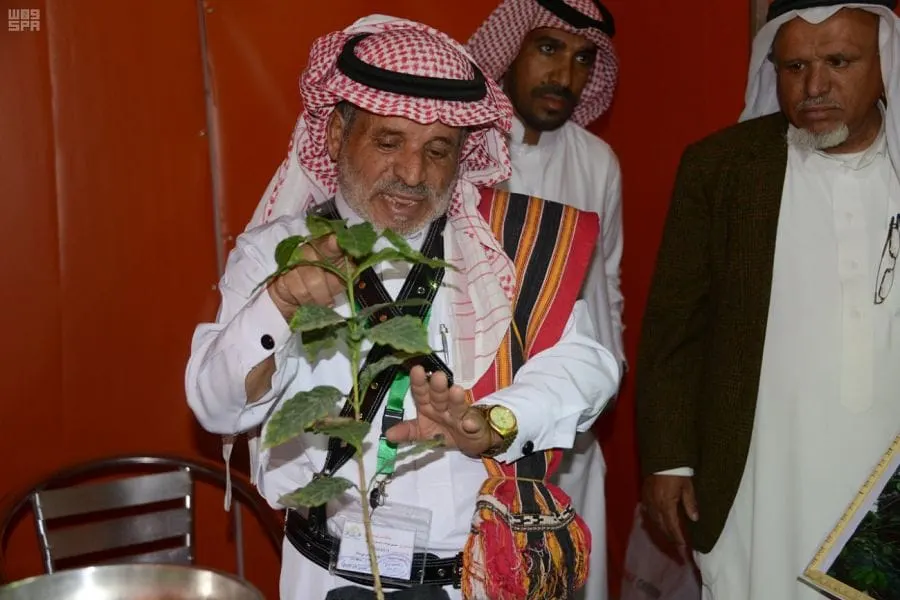 بـُنّ الداير