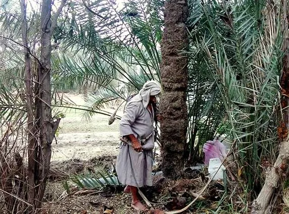 صُبرة: خاص بشِّر النخلَهْ بأكـّارٍ جديدْ..!