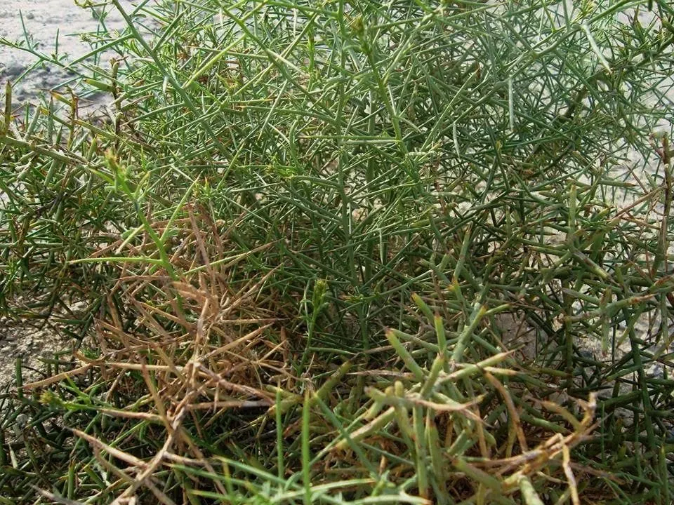 حِيـــْـچْ