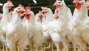 أنفلونزا الطيور يستأنف نشاطه بـ 4 إصابات في الرياض