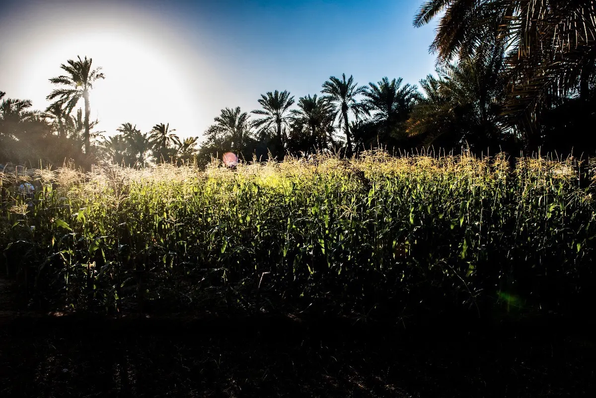 الحامضي بعدسة صبحي قاسم