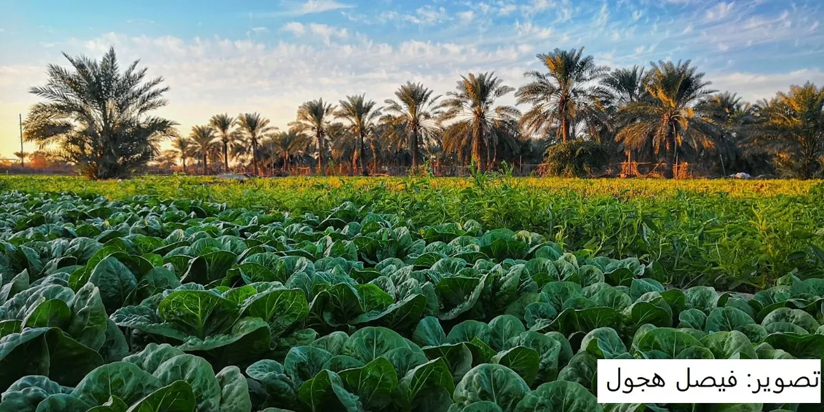 يوم أخضر في “أبو معن”