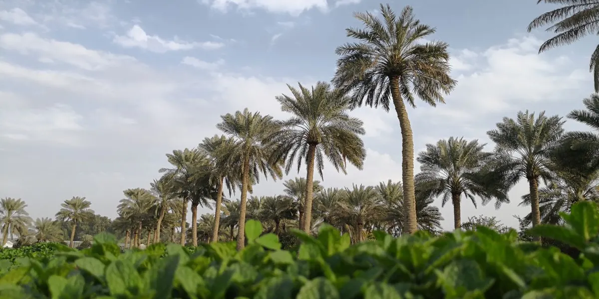 20 عدسة تستهدف واحة “أبو معن” فوتوغرفياً في 3 ساعات