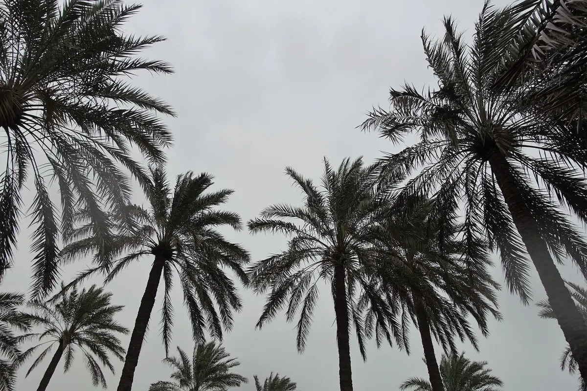 627 نخلة للبيع في القطيف.. والموعد الأحد