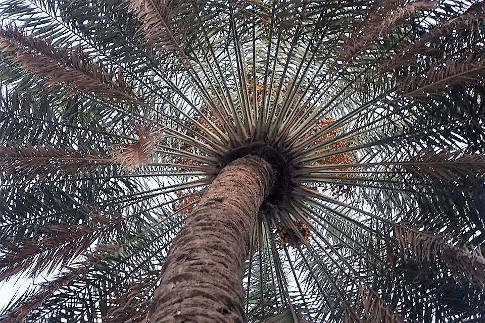 مشروع وثائقي: سيرة مواسم القطيف وأصناف نخيلها في “صُبرة”