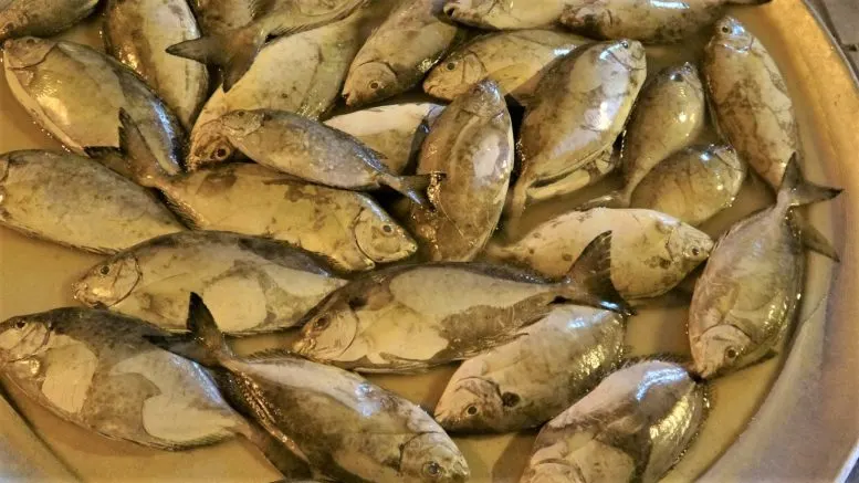 لا تشترِ سمك “الصافي” بعد أسبوع