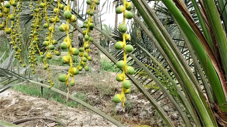 حَبَمْبَوْ.. صنف الماجي