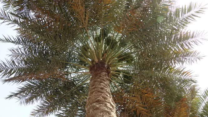 نخلة نادرة وفريدة في شكلها وشخصيتها وثمرها العثور على 3 نخلات من صنف “الشبيبي” المهدد بالانقراض في القطيف
