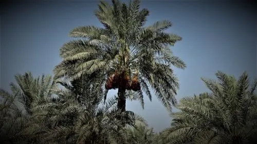 الماجي.. عروس النخيل