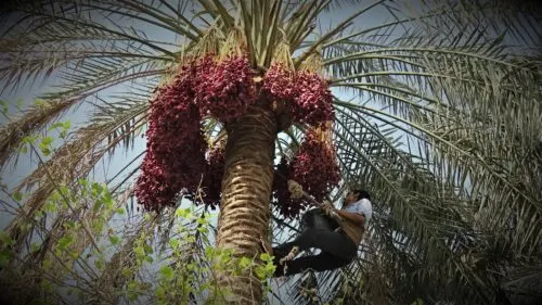 “رياح الكوس” و”طباخ التمر” ينذران القطيفيين بموسم رطوبة أشد وطأة