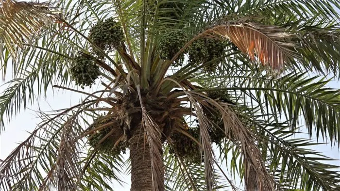في الشرقية.. 4 ملايين نخلة تنتج مليوني طن من التمر في 30 صنفاً