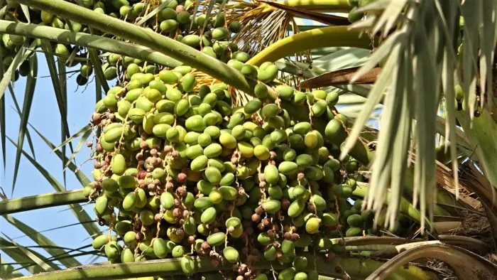[فيديو] نخلة “الغيمي” موجودة في الجارودية