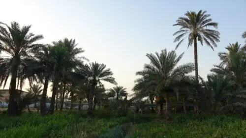 حدث في القطيف.. إيجار نخل في سنة يقفز إلى قيمة إيجار 80 سنة…!
