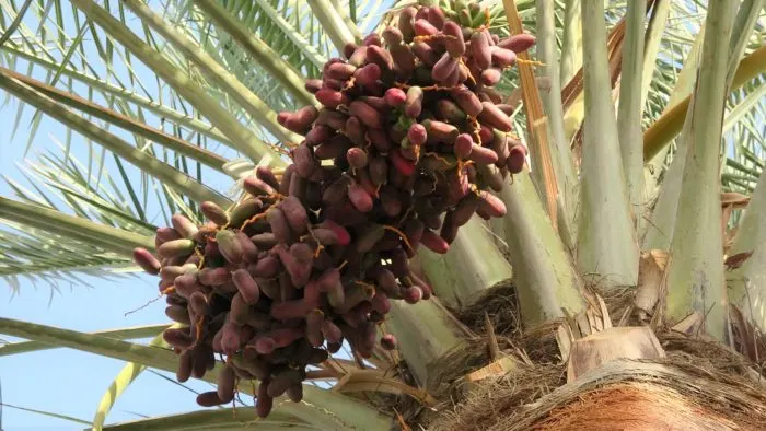 “الماجي” يبدأ مرحلة “الصَّباغ”.. وموسم الرطب منتصف شوال