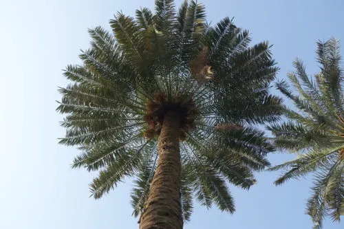 [فيديو] أصناف نخيل القطيف من بداية الموسم إلى نهايته