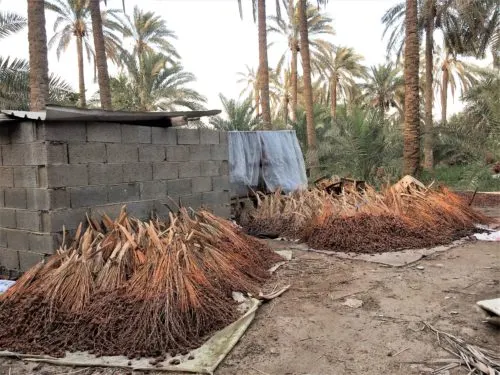الحرارة تُعجّل بصرام “البكيرات” لاستخلاص الدبس