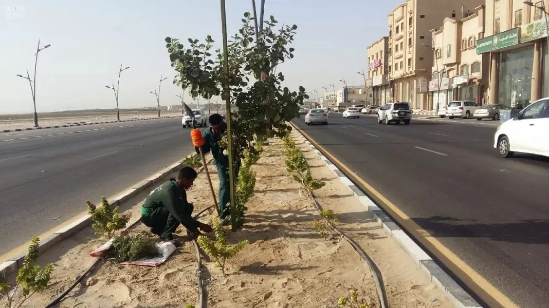 266 ألف شجرة لزيادة الرقعة الخضراء في القطيف