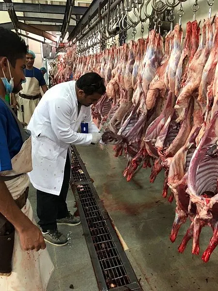 تجنيد 800 طبيب بيطري للإشراف على مليون أضحية في الحج