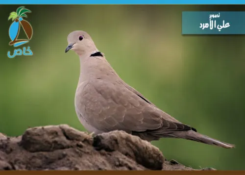 عنصر بيئي يواجه تهديداً من 4 مصادر “يا فاتّه يا بتّي”.. صنعتها الأساطير وحاربتها التنمية