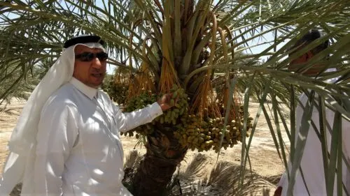 تقنية الـ "بولي كربونات" سهلة وتضمن جودة التمر وتحميه من التلوُّث الميكروبي بعد تجارب 12 سنة.. القطيف تنجح في إنتاج 10 أصناف تمور من خارج بيئتها