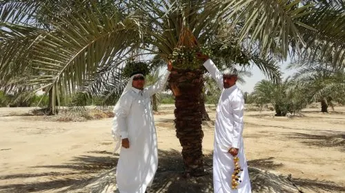 [فيديو] آل درويش لقناة “الرسالة”: القطيف نجحت في زراعة نخيل جديدة رغم بيئتها الرطبة