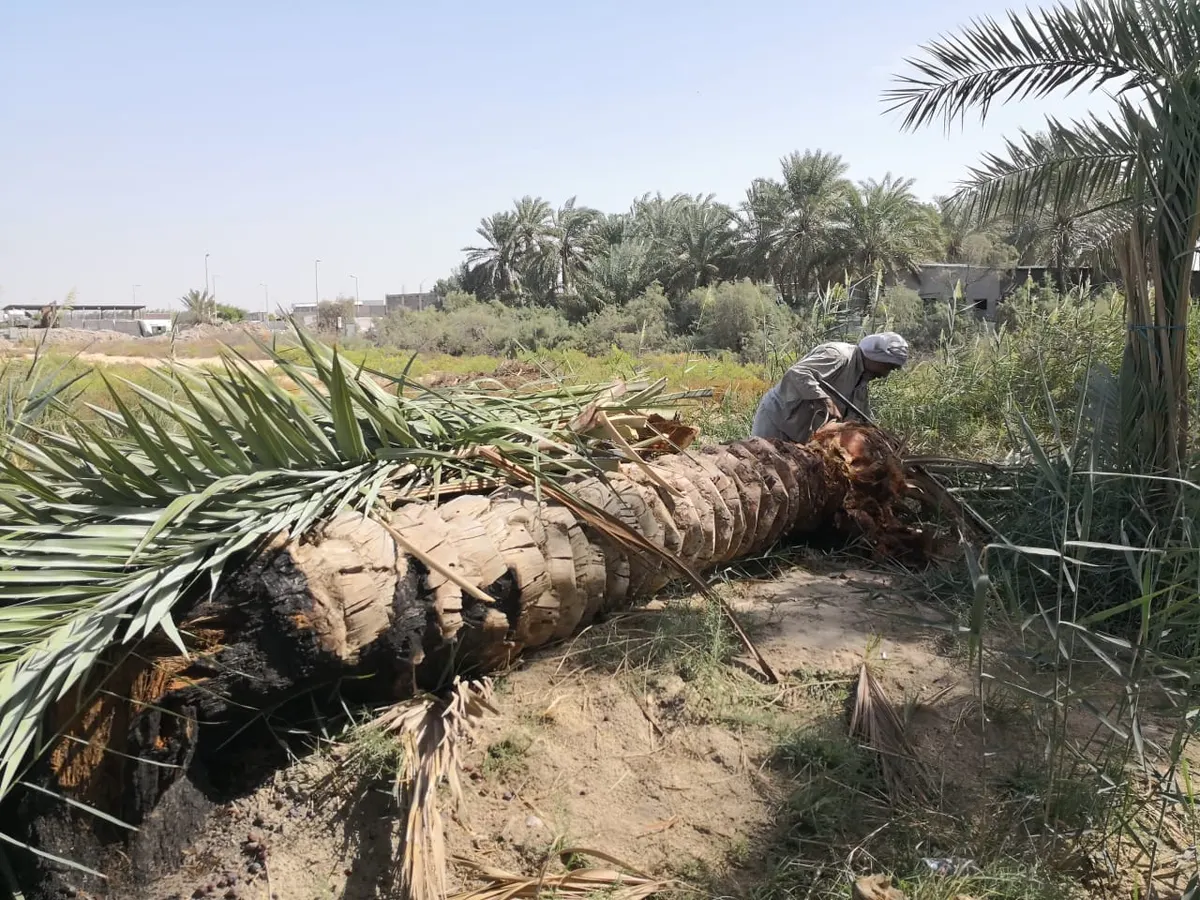 [فيديو وصور] السوسة تُسقط آخر نخلة من صنف “بريكي” في القطيف