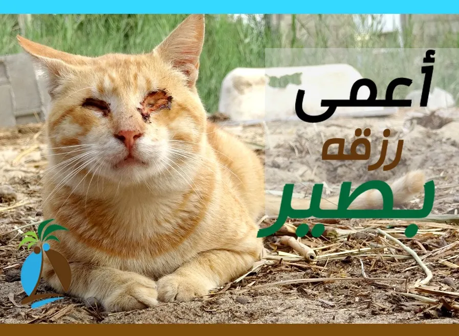 أعمى رِزقُهُ بَصيرٌ.. فيلم وثائقي يسرد قصة قط فقد بصره