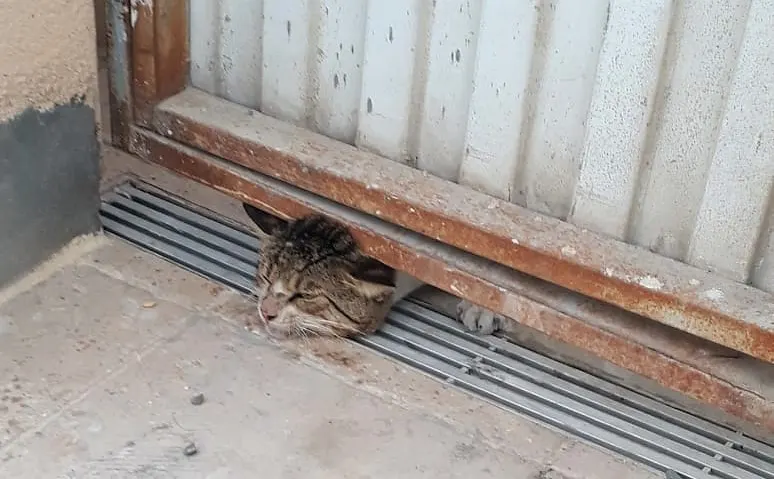 3 أطفال يستنفرون الدفاع المدني لإنقاذ قط محتجز في “الشاطيء”