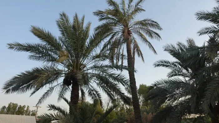 [مثل قطيفي] طَيْحَتي من قصيرهْ، ولا طَيْحَتيْ من طويلهْ