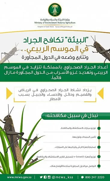 “البيئة”: تهديد الجراد ما زال قائماً.. والشرقية ضمن الأهداف