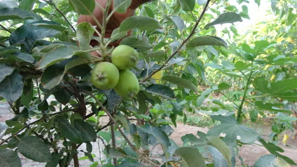 10 معايير تمكن المزارع من الحصول على “سعودي جاب”