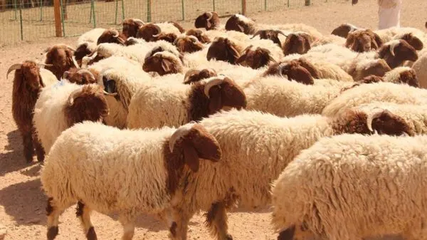 قبيل العيد.. التيس بـ900 والخروف بـ 1700 والجمل بـ 7 آلاف ريال