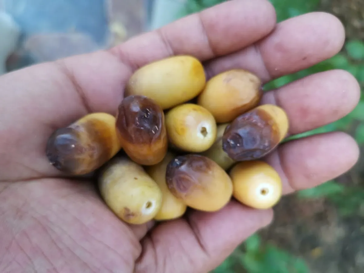 بعد الأحساء.. “طيّاري” الجارودية يدشّن موسم الرطب في القطيف