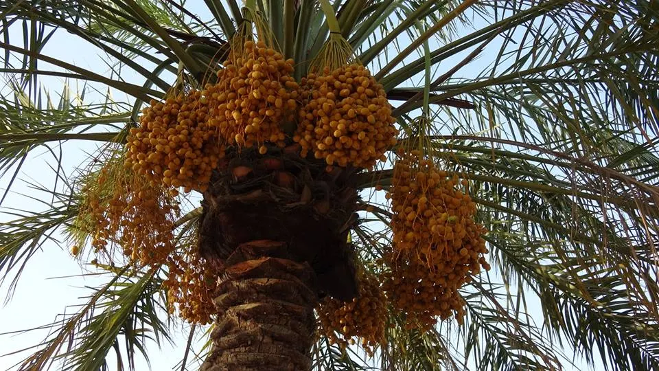 [نخيل القطيف] خُصْبة حمّام.. حصلت على اسمها من “أبو لوزة”