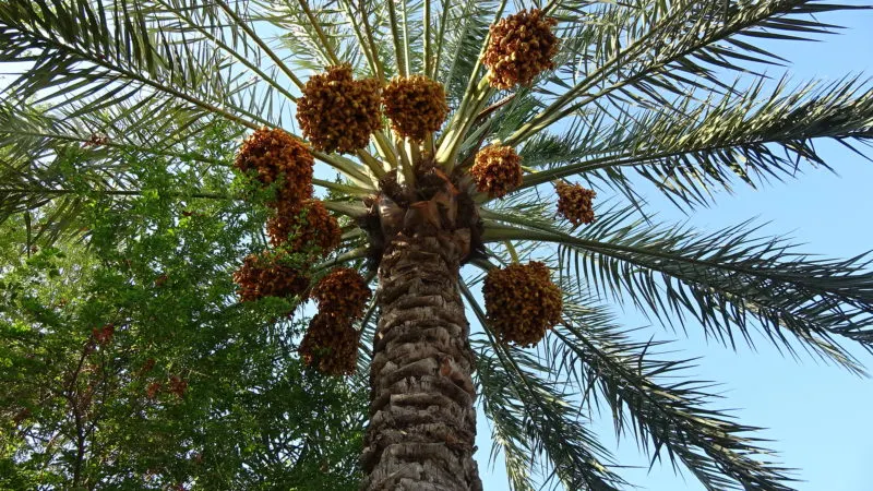 [نخيل القطيف] البَرْني.. ورد ذكره في الحديث النبوي.. ومرويات أهل البيت