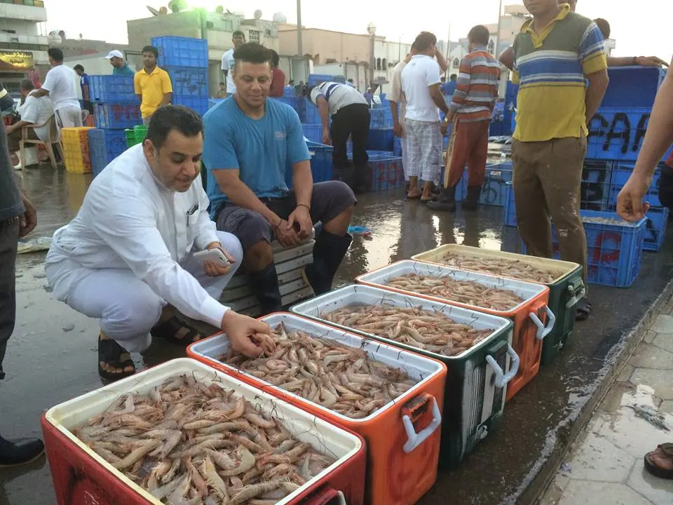 الربيان في القطيف.. الكيلو بـ 20 ريالاً